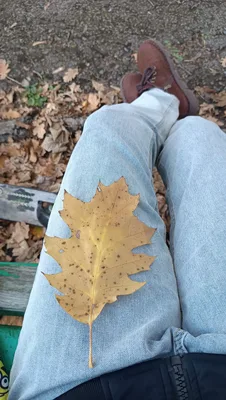 Умбра Оконная