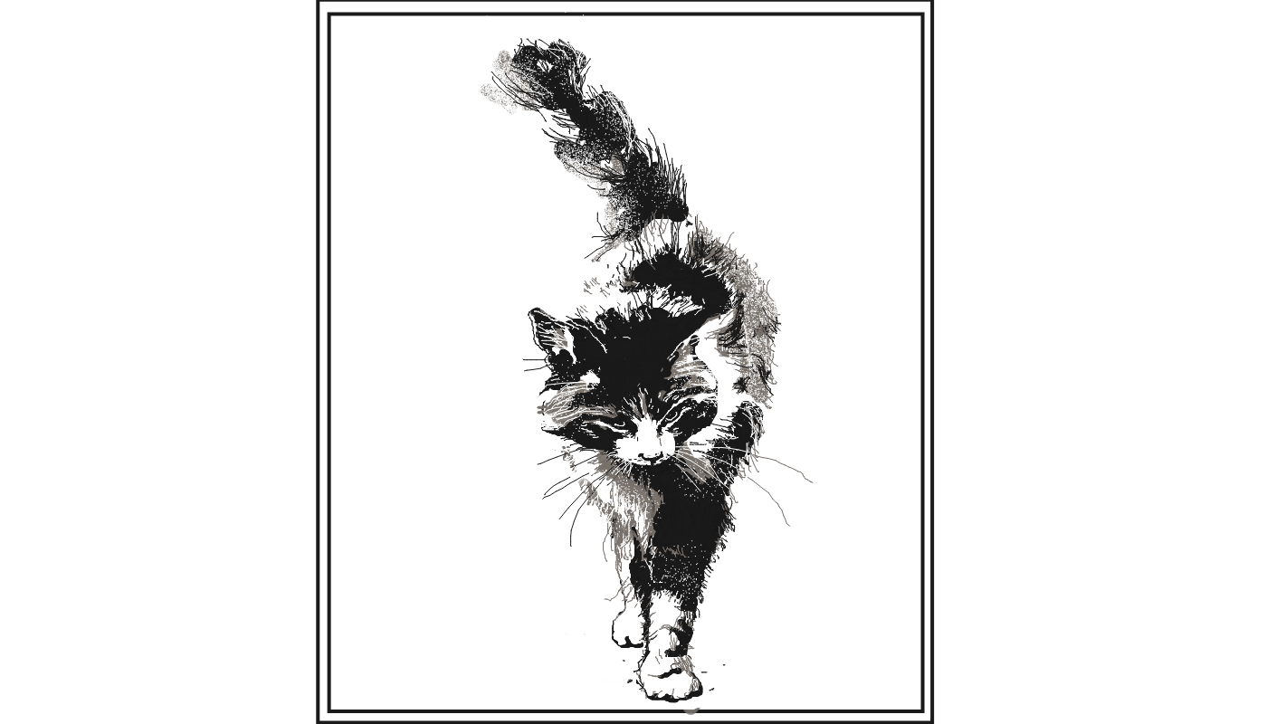 Кот чб