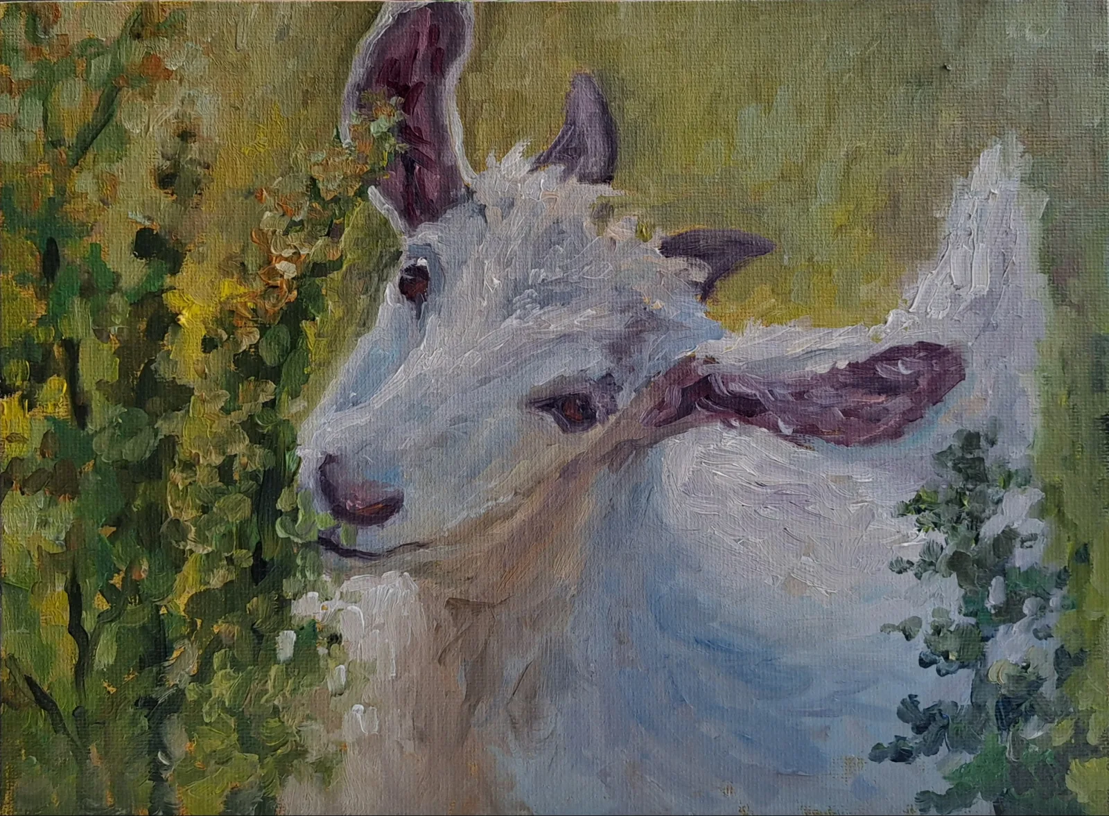 Картина «Этюд с козой» — Анастасия Егорова, Анималистика, аукцион Artstore