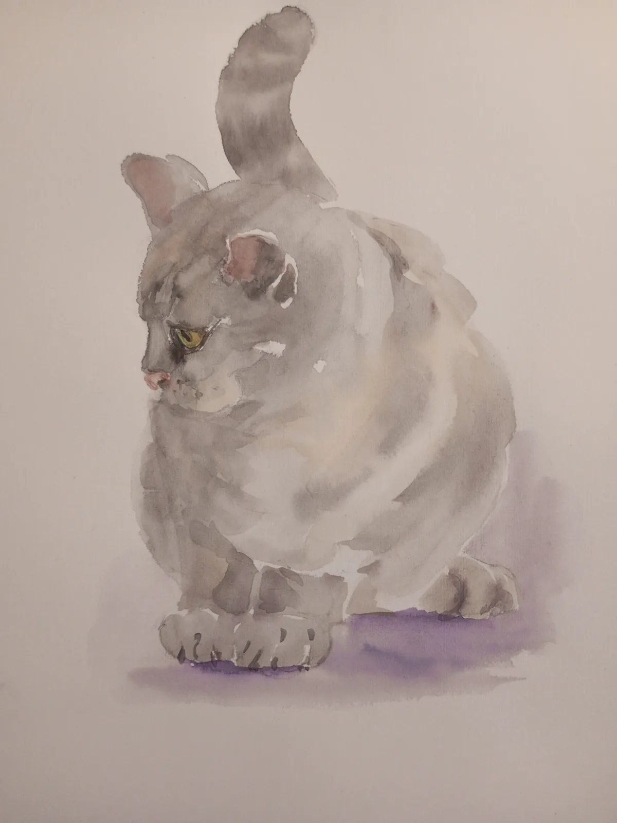 Кот