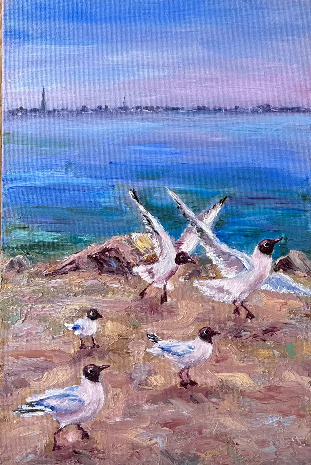 Чайки Петергофа