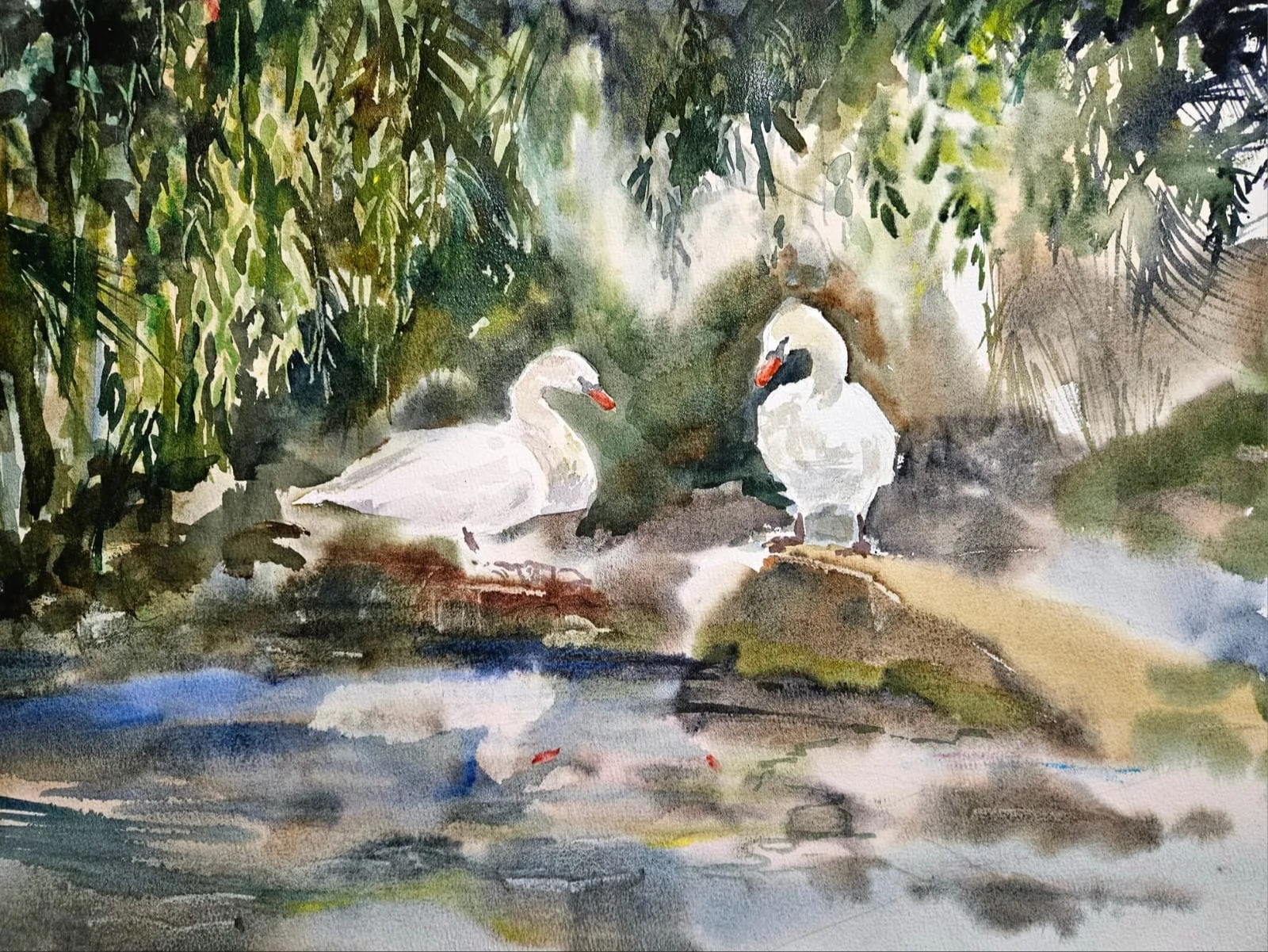 Лебединая любовь