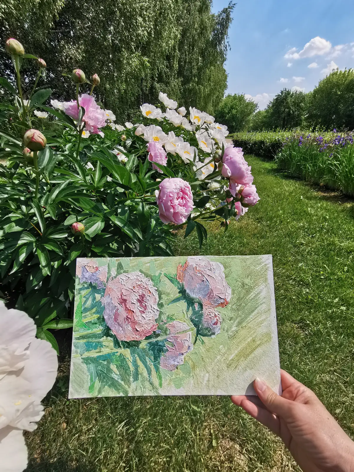 Розовые пионы.