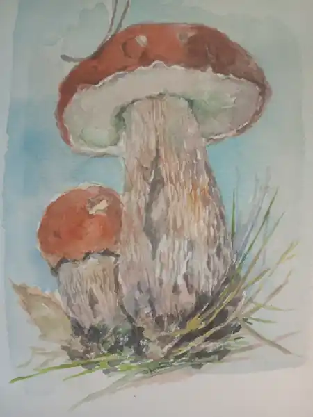 Боровики